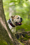 Olde English Bulldog Portrait