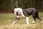 walking Olde English Bulldog