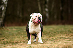 Olde English Bulldog