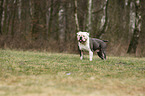 Olde English Bulldog