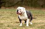 Olde English Bulldog