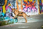 Olde English Bulldog