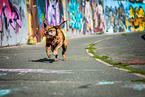 playing Olde English Bulldog