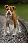 standing Olde English Bulldog