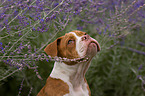Olde English Bulldog portrait
