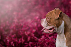 Olde English Bulldog portrait