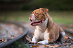lying Olde English Bulldog