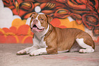 lying Olde English Bulldog