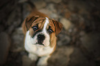 Olde English Bulldog Puppy