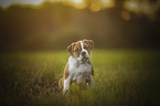 Olde English Bulldog Puppy