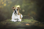lying Olde English Bulldog