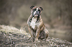 sitting Olde English Bulldog