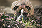 lying Olde English Bulldog