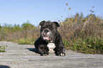 lying Olde English Bulldog