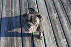 sitting Olde English Bulldog