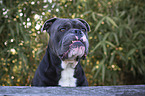 Olde English Bulldog portrait