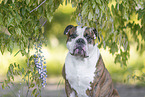 Olde English Bulldog Portrait