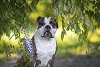 Olde English Bulldog Portrait