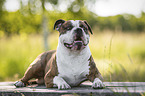 lying Olde English Bulldog