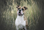 Olde English Bulldog