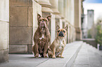 Olde English Bulldog and French Bulldog