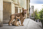 Olde English Bulldog and French Bulldog