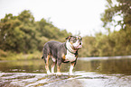 Olde English Bulldog in the water