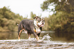 Olde English Bulldog in the water