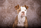 Olde English Bulldog