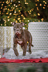 young Olde English Bulldog