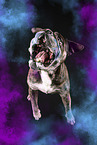 Olde English bulldog snatching treat