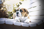 Olde English Bulldog puppy