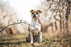 Olde English Bulldog
