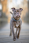 male Olde English Bulldog