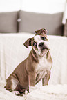 Olde English Bulldog Puppy
