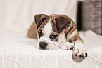 Olde English Bulldog Puppy