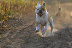 2 dogs