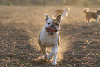 3 dogs