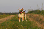 Olde English Bulldog in summer