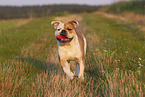 Olde English Bulldog in summer
