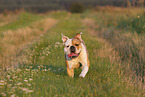 Olde English Bulldog in summer