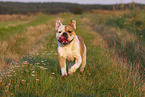 Olde English Bulldog in summer