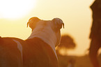 Olde English Bulldog in summer