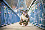 Olde English Bulldog on bridge