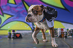 male Olde English Bulldog