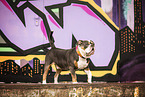 Olde English Bulldog in front of scratchwork