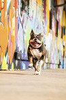 Olde English Bulldog in front of scratchwork