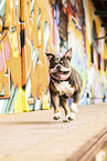 Olde English Bulldog in front of scratchwork