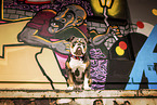 Olde English Bulldog in front of scratchwork