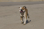 Olde English Bulldog